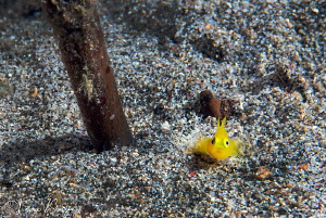 Yellow Goby/Photographed with a Canon 60 mm macro lens at... by Laurie Slawson 